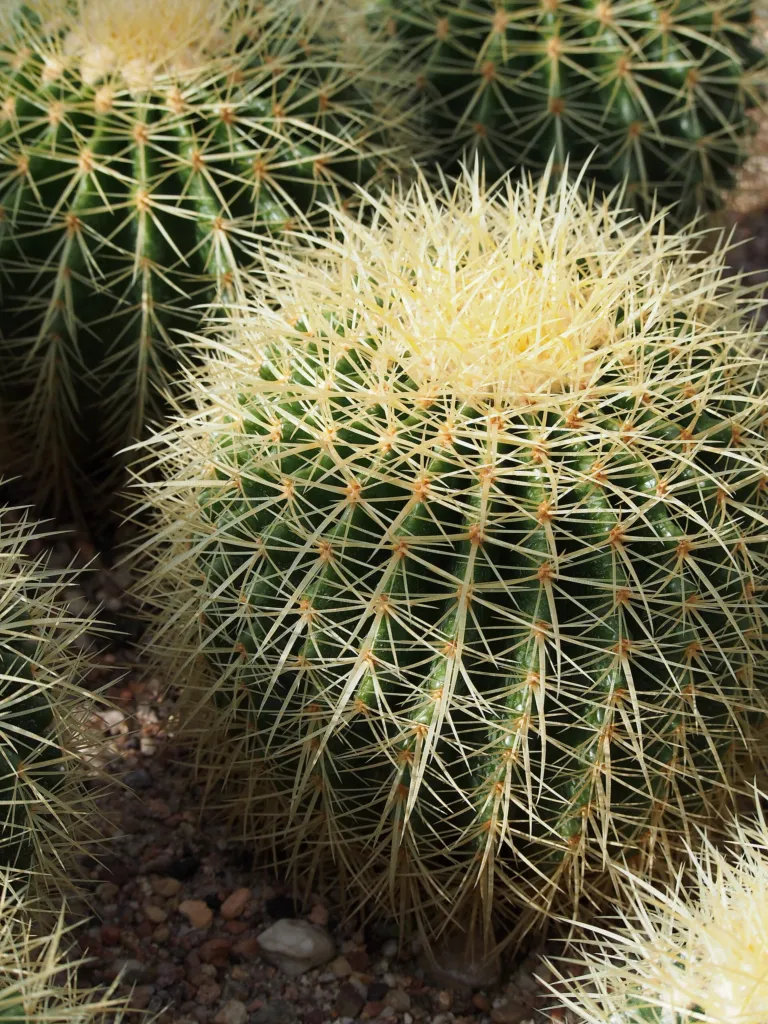 Goldkugelkaktus (Kroenleinia grusonii) – im Garten, Pflanzenfoto