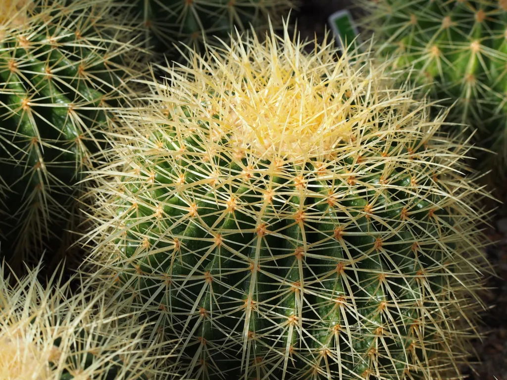 Goldkugelkaktus (Kroenleinia grusonii) – im Garten, Pflanzenfoto