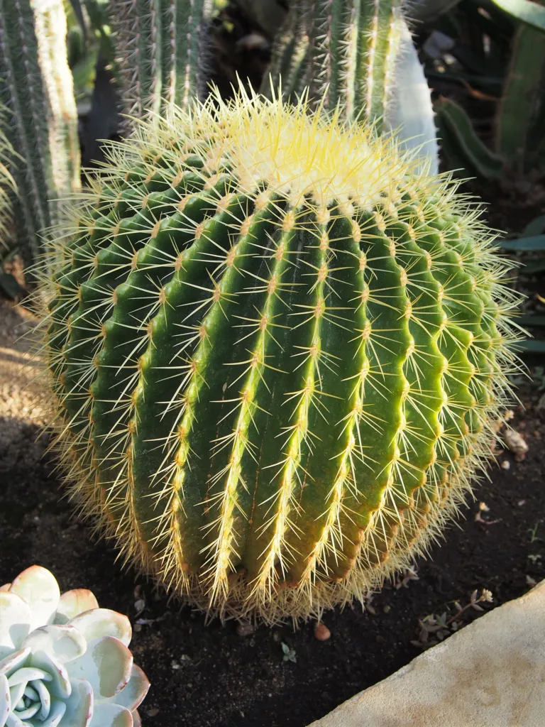 Goldkugelkaktus (Kroenleinia grusonii) – im Garten, Pflanzenfoto