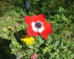 Kronen-Anemone (Anemone coronaria) – Pflege