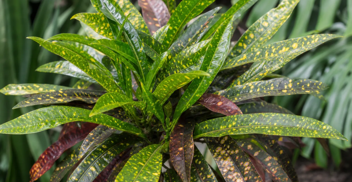 Kroton; auch Wunderstrauch genannt (Codiaeum variegatum 'Eleanor Roosevelt') – Pflanzenfoto