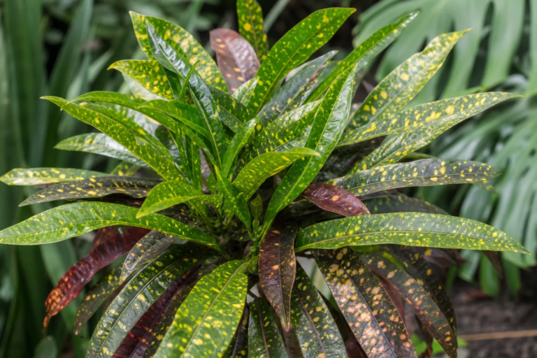 Codiaeum variegatum 'Eleanor Roosevelt'