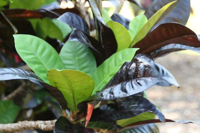 Codiaeum variegatum 'Norma'