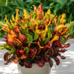Kroton 'Revolutions' (Codiaeum variegatum 'Revolutions') – Pflanzenfoto
