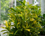 Kroton ‘Sunny Star’ (Codiaeum variegatum ‘Sunny Star’)