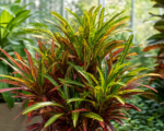 Kroton; Wunderstrauch (Codiaeum variegatum ‘Stoplight’)