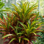 Kroton; Wunderstrauch (Codiaeum variegatum 'Stoplight') – Pflanzenfoto