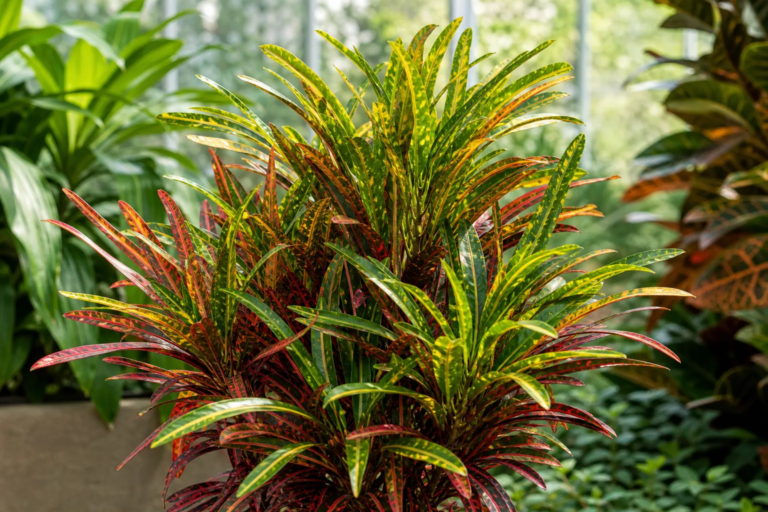 Codiaeum variegatum 'Stoplight'