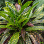 Krotónovec strakatý ‘Eleanor Roosevelt’ (Codiaeum variegatum 'Eleanor Roosevelt') – fotografia