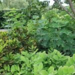 Krotónovec strakatý ‘Gold Dust’ (Codiaeum variegatum 'Gold Dust') – fotografia rastliny
