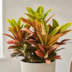 Krotónovec strakatý ‘Mrs Iceton’ (Codiaeum variegatum 'Mrs Iceton') – fotografia rastliny