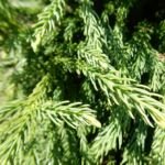 Kryptoméria japonská ‘Globosa Nana’ (Cryptomeria japonica 'Globosa Nana') – fotografia rastliny