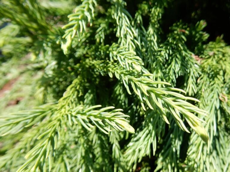 Cryptomeria japonica 'Globosa Nana'