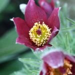 Kuhschellen (Pulsatilla) – Pflanzenfoto