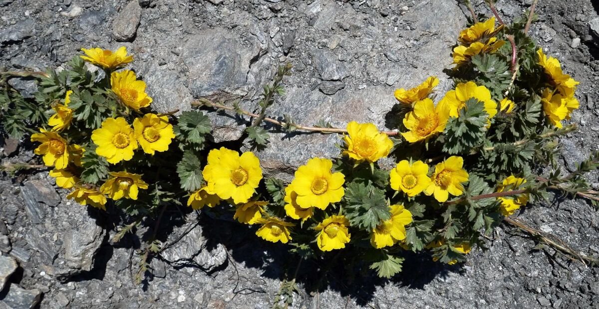 kuklička plazivá (Geum reptans) – fotografia rastliny