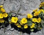 Kuklička plazivá (Geum reptans) – pestovanie a starostlivosť