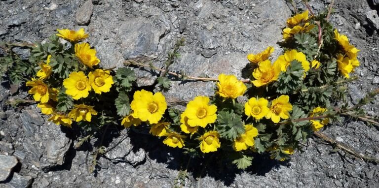 Geum reptans