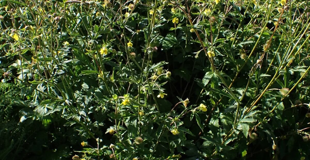 kuklík aleppský (Geum aleppicum) – fotografia rastliny