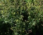 Kuklík aleppský (Geum aleppicum) – pestovanie a starostlivosť