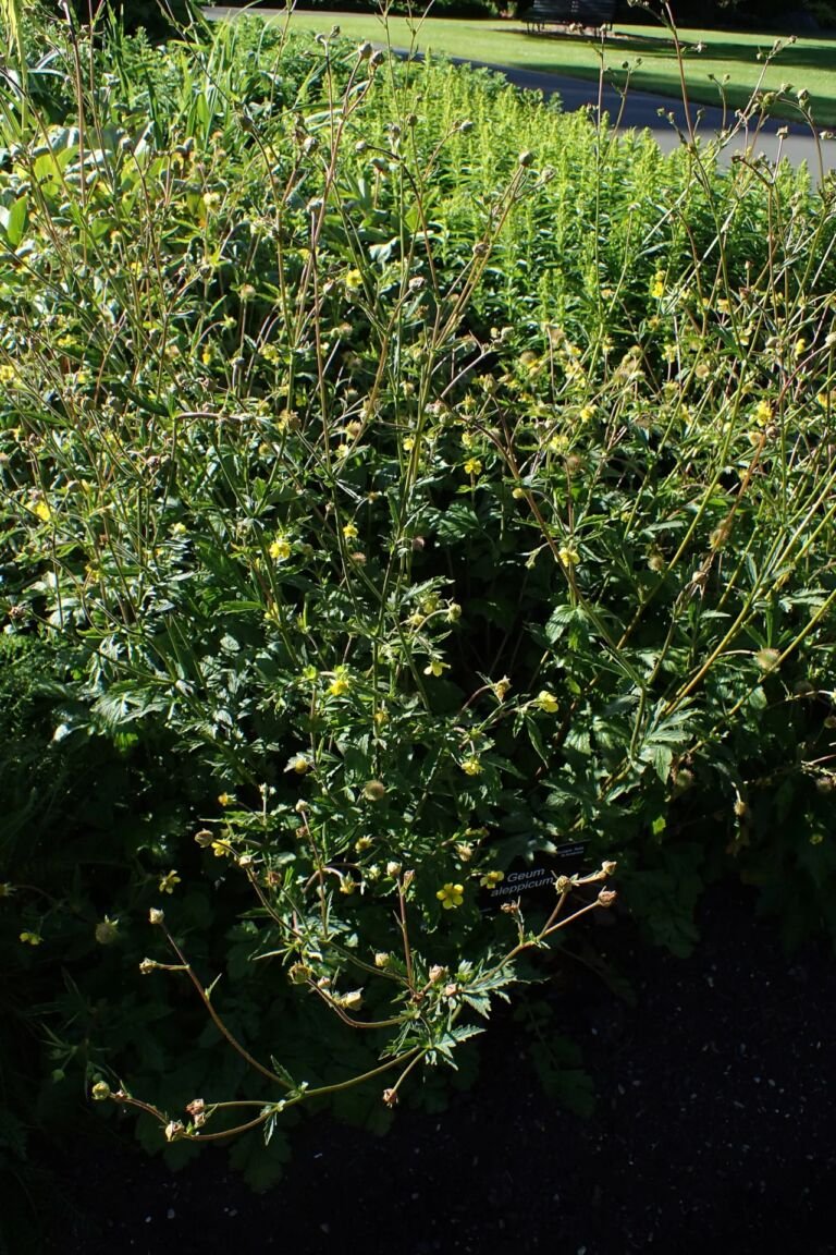 Geum aleppicum
