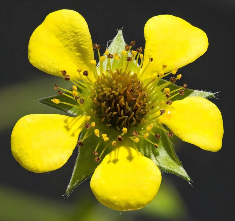 Geum urbanum
