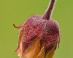 Kuklík potočný (Geum rivale) – pestovanie a starostlivosť