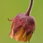 kuklík potočný (Geum rivale) – fotografia rastliny