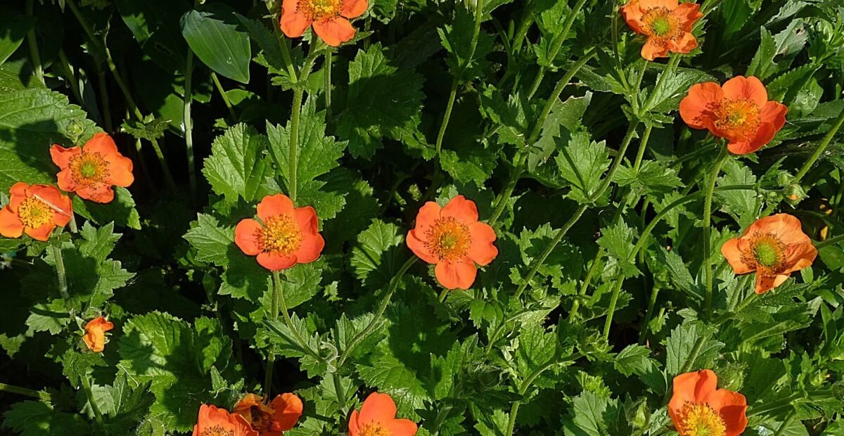 Kuklík šarlátový (Geum 'Coccineum') – fotografia rastliny