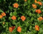 Kuklík šarlátový (Geum ‘Coccineum’)
