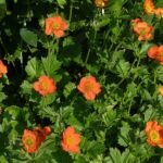 Kuklík šarlátový (Geum 'Coccineum') – fotografia rastliny