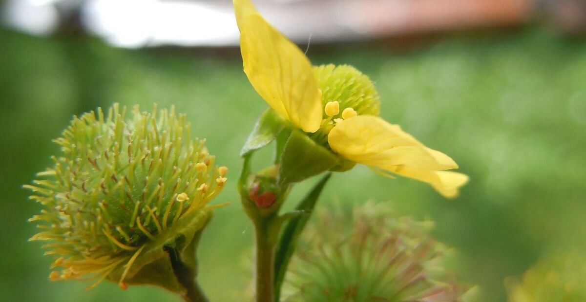 kuklík veľkolistý (Geum macrophyllum) – fotografia rastliny