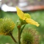 kuklík veľkolistý (Geum macrophyllum) – fotografia rastliny