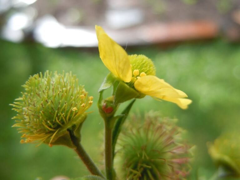 Geum macrophyllum