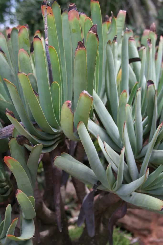 Kumara plicatilis care guide (Kumara plicatilis) – in a garden setting, plant photo