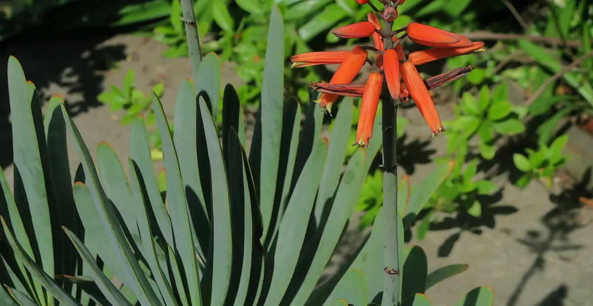 Kumara plicatilis – plant photo