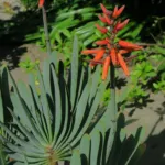 Kumara plicatilis care guide (Kumara plicatilis) – plant photo