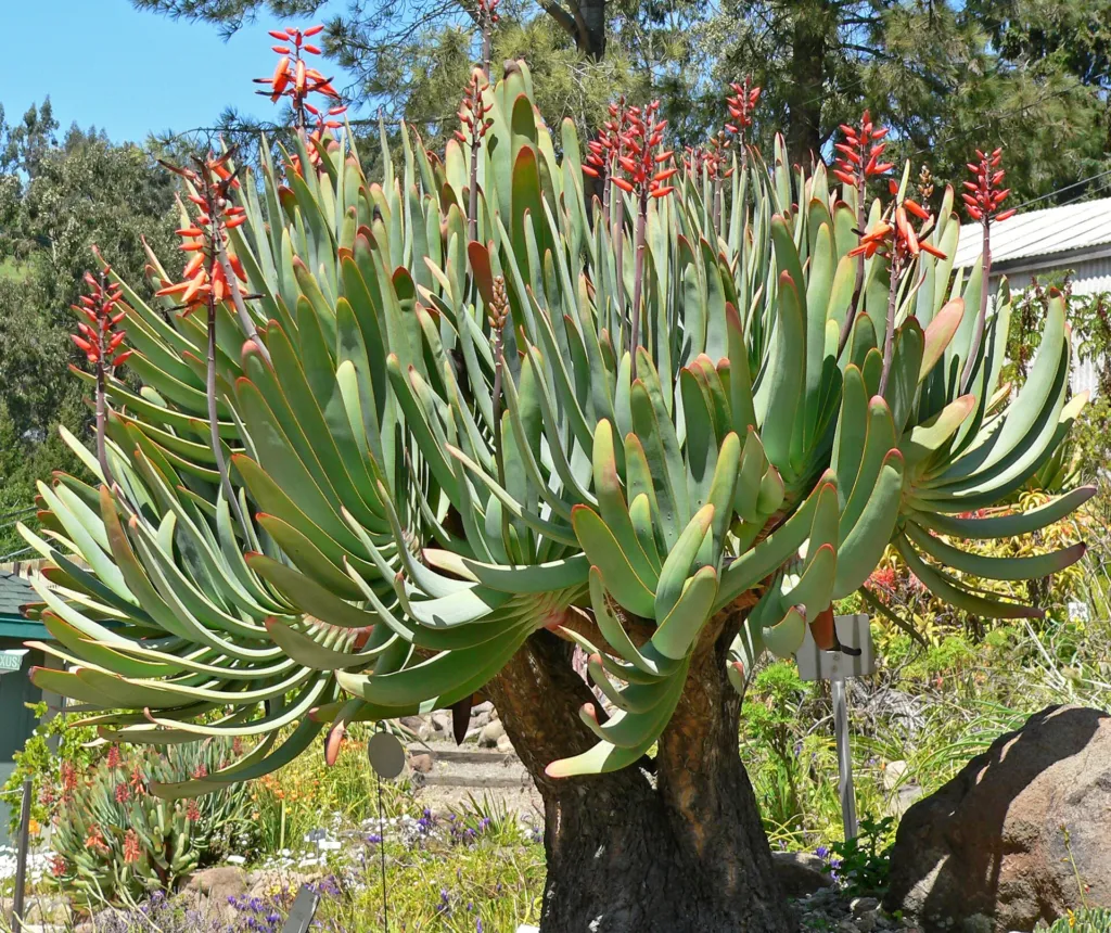 Kumara plicatilis care guide (Kumara plicatilis) – in a garden setting, plant photo
