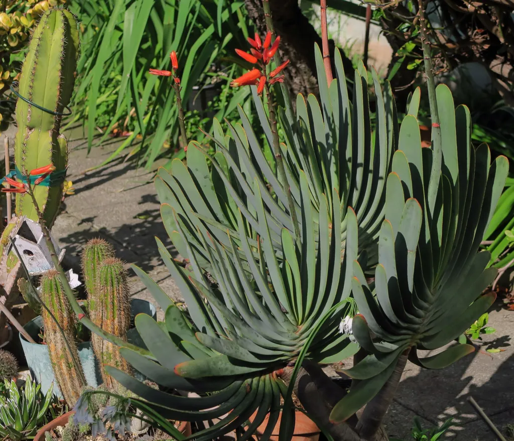 Kumara plicatilis care guide (Kumara plicatilis) – in a garden setting, plant photo