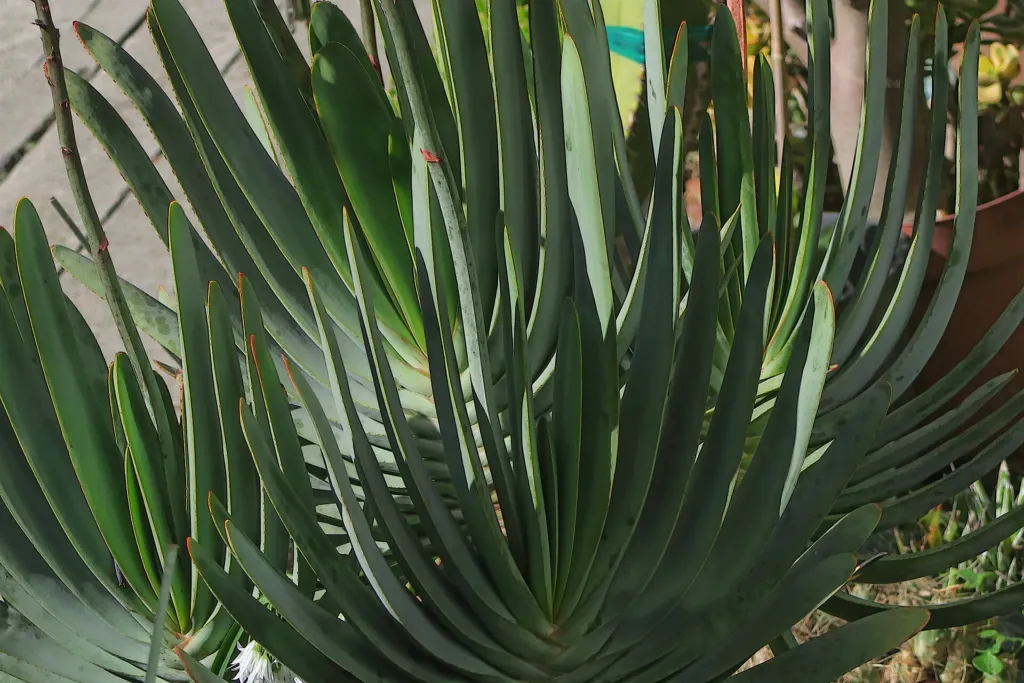 Kumara plicatilis care guide (Kumara plicatilis) – in a garden setting, plant photo