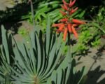 Kumara plicatilis – Pflege