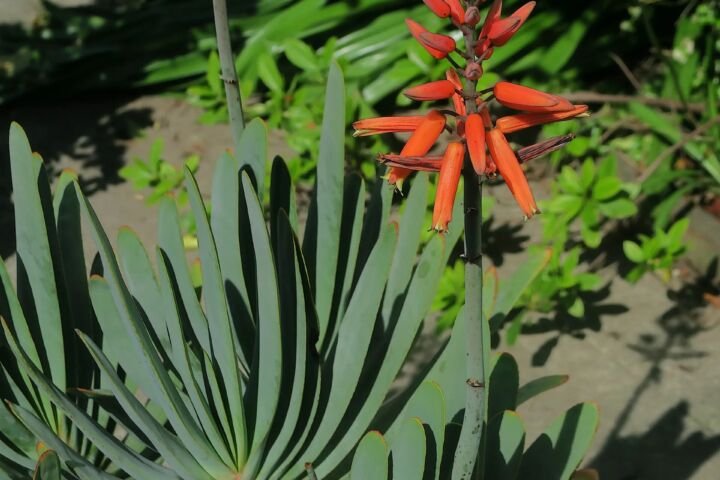 Kumara plicatilis