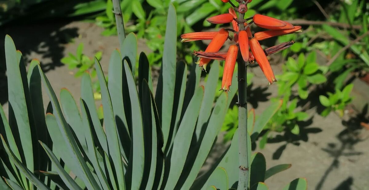 Kumara plicatilis – fotografia rastliny