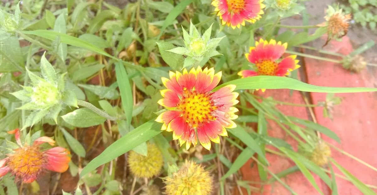 Kurzlebige Kokardenblume (Gaillardia pulchella) – Pflanzenfoto