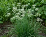 Kutsay (Allium tuberosum) care guide