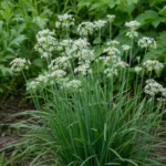kutsay (Allium tuberosum) – plant photo