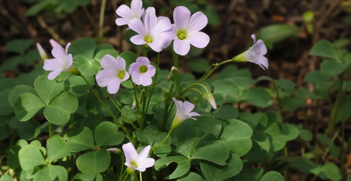 Kysličkovec hľuznatý (Oxalis tuberosa) – fotografia rastliny