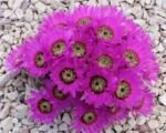 Lack Lace Cactus (Echinocereus reichenbachii) – Pflege