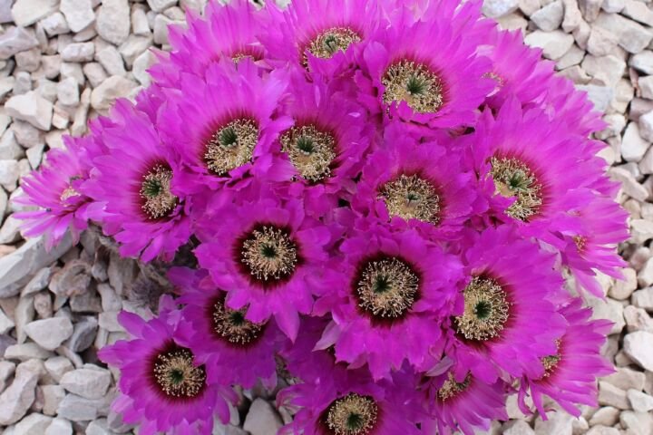 Echinocereus reichenbachii