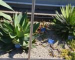 Lack Spined Agave (Agave macroacantha) – Pflege