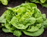 Lactuca sativa Capitata Group care guide